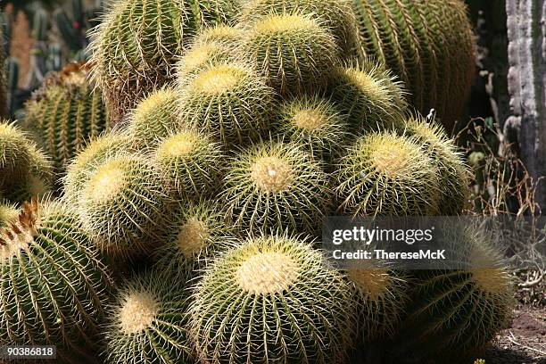 golden barrel cacti (echinocactus grusonii) - echinocactus stock pictures, royalty-free photos & images