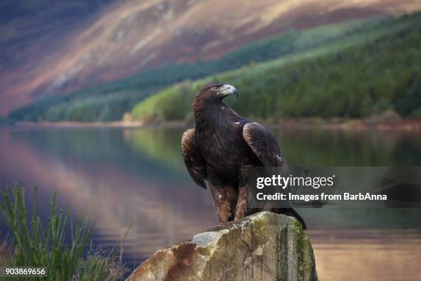 golden eagle in the cairngorms national park, scotland, uk - eagles scotland stock pictures, royalty-free photos & images