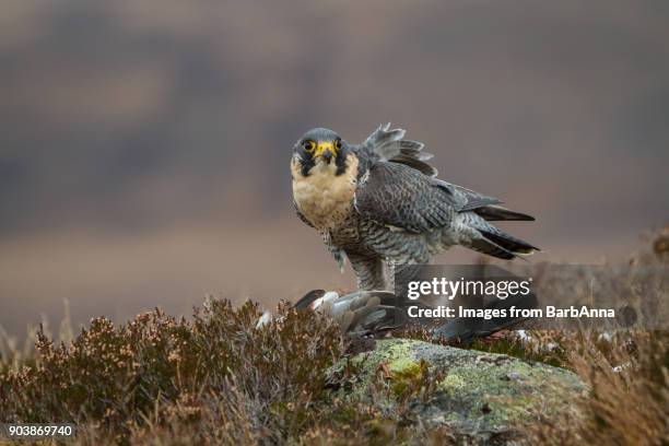 peregrine falcon with prey in the cairngorms national park, scotland, uk - peregrine falcon stock-fotos und bilder