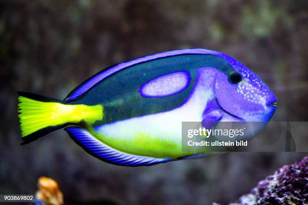 Blue-coloured Dory, einheimische Fische, Aquarium Eden Island, Mahè, Seychellen