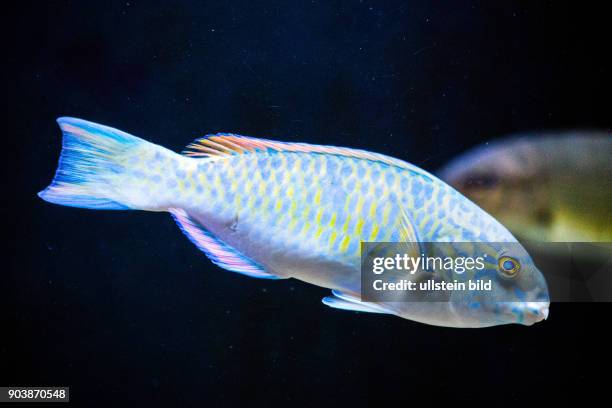 Papageifisch, Scarus psittacus, einheimische Fische, Aquarium Eden Island, Mahè, Seychellen