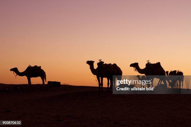 Nordafrika, MAR, Marokko, Erg Chebbi .Suedoestlich von Erfoud erstrecken sich bei der kleinen Oase Merzouga die groessten und hoechsten Sandduenen...