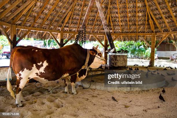 La Digue, drittgroesste Insell, L'Union Estate, Seychellen, Seychelles, SYC, Inselstaat, Africa, Afrika, Suedliches Afrika, Westkueste, Afrasia,...