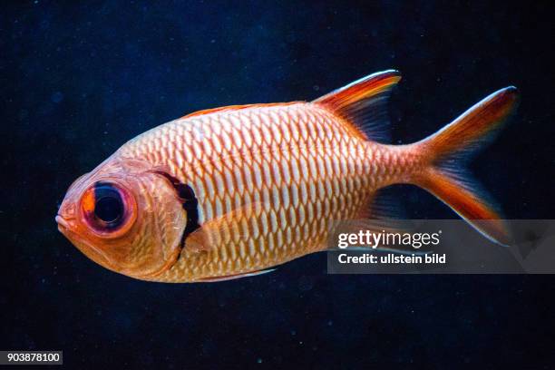 Großschuppen-Soldatenfisch, Myripristis berndti, einheimische Fische, Aquarium Eden Island, Mahè, Seychellen