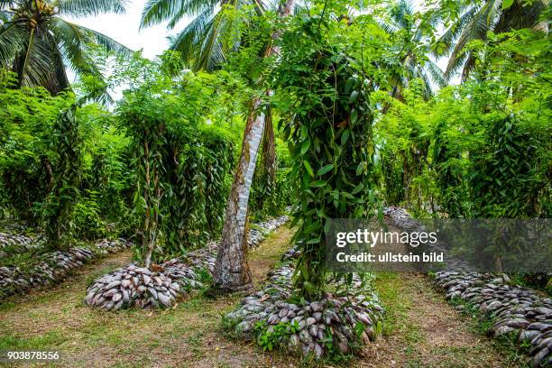 La Digue, drittgroesste Insell, L'Union Estate, Seychellen, Seychelles, SYC, Inselstaat, Africa, Afrika, Suedliches Afrika, Westkueste, Afrasia,...