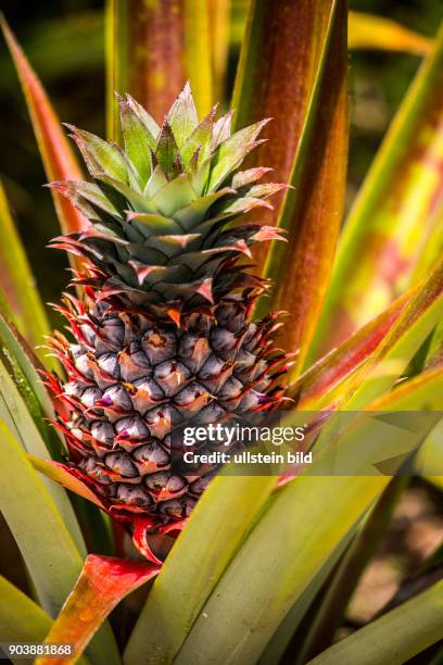 Jardin du Roi - ein Garten voller Fruechte, Gewuerz- und Medizinzpflanzen, Coco-de-Mer, Flughunde, Vanille, Muskat, Zimt, Citronelle, Jackfrucht,...