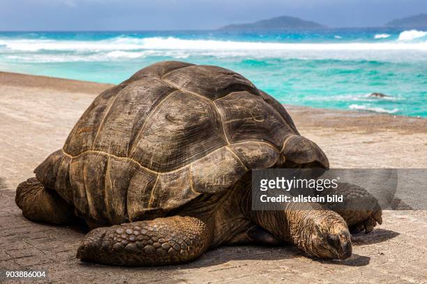 Aldabra-Riesenschildkröte, Aldabra Giant Tortoise, Geochelone gigantea, Granitinsel, La Digue, Seychellen