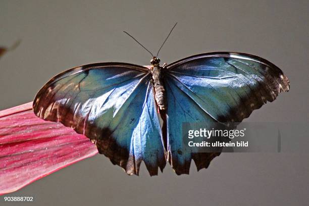 Schmetterling-Museum, Key West Butterfly & Nature Conservatory, AMERIKA, USA, FLORIDA, Key West, 10.2010,