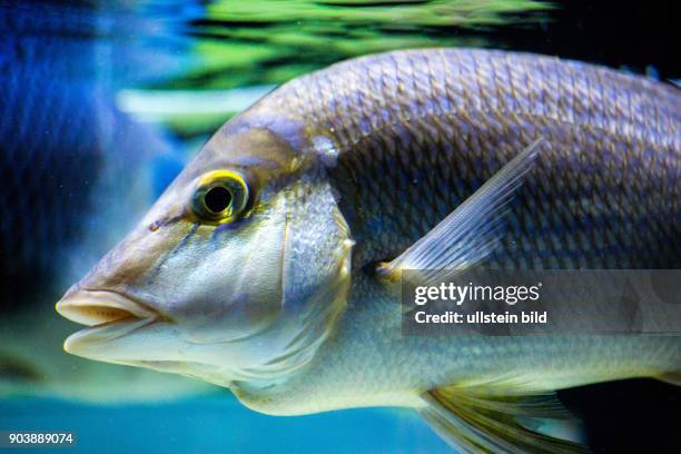 Riff-Fische, einheimische Fische, Aquarium Eden Island, Mahè, Seychellen