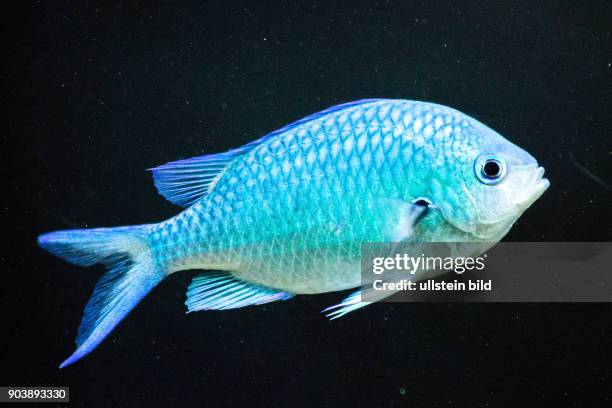 Riff-Fische, einheimische Fische, Aquarium Eden Island, Mahè, Seychellen