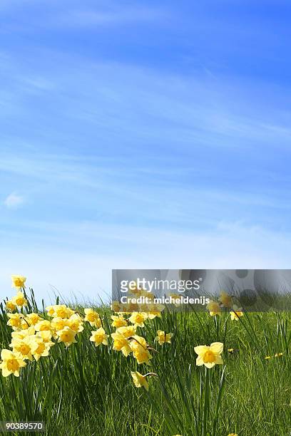 der sommer geht bald - daffodil field stock-fotos und bilder