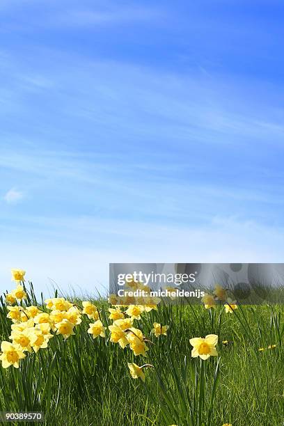 summer is coming - daffodil field 個照片及圖片檔