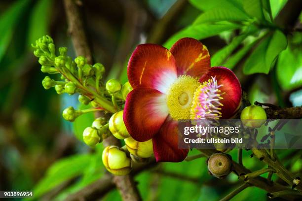 Kanonenkugelbaum, Cannonball Tree, Couroupita guianensis, Mont Fleuri Botanical Gardens, Mahè, Seychellen