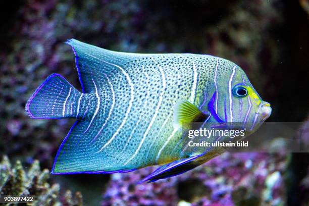 Riff-Fische, einheimische Fische, Aquarium Eden Island, Mahè, Seychellen