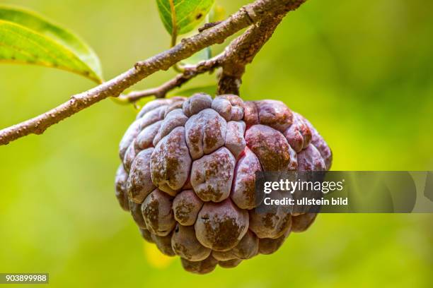 Jardin du Roi - ein Garten voller Fruechte, Gewuerz- und Medizinzpflanzen, Coco-de-Mer, Flughunde, Vanille, Muskat, Zimt, Citronelle, Jackfrucht,...