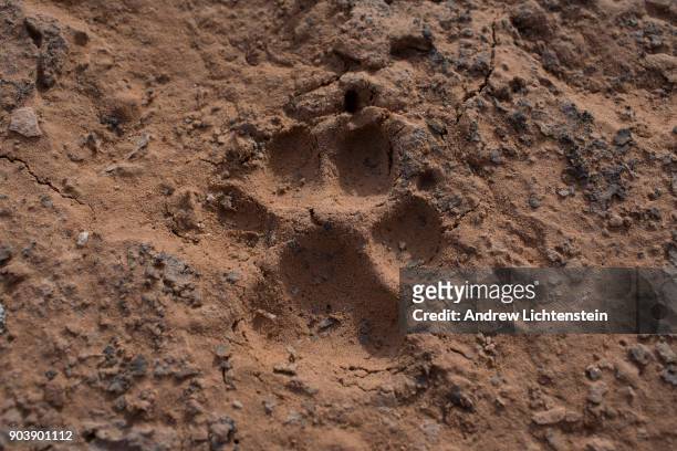 Mountain lion's paw print is embedded in the Cedar Mesa, recently part of the new Bear Ears National Monument but no longer, on December 30, 2017 in...