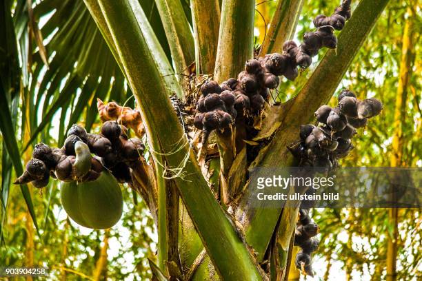 Coco-de Mer, Seychellenpalme, Lodoicea maldivica, Lodoicea seychellarum, beruehmteste endemische Palmenart mit dem groessten Samen im gesamten...