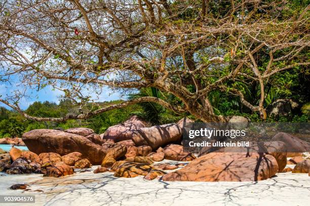 Seychellen, Seychelles, SYC, Praslin, Inselstaat, Africa, Afrika, Suedliches Afrika, Westkueste, Afrasia, Indischer Ozean, Maskarenruecken, Tropen,...