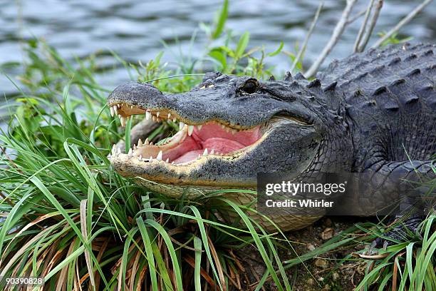 alligator - krokodillenfamilie stockfoto's en -beelden
