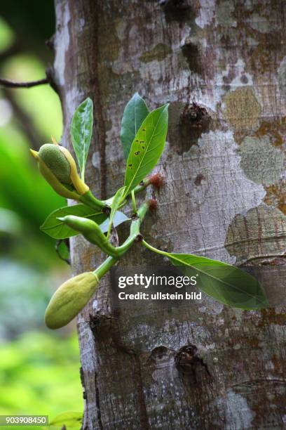 Seychellen, Seychelles, SYC, Praslin, Inselstaat, Africa, Afrika, Suedliches Afrika, Westkueste, Afrasia, Indischer Ozean, Maskarenruecken, Tropen,...