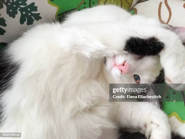 portrait of cat lying down - eliachevitch stock pictures, royalty-free photos & images