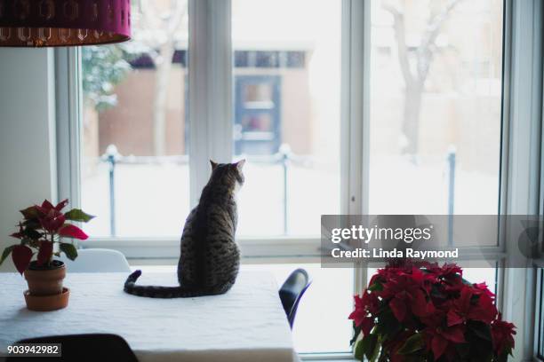 tabby cat sitting on a table and looking outsdie - cat window stock pictures, royalty-free photos & images