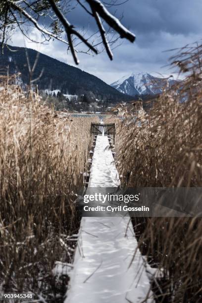 jetty at lake tegernsee - schilf stock pictures, royalty-free photos & images