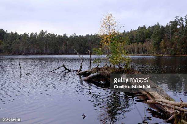 Baumstamm am Ufer eines kleinen Sees an der Strasse 530 nahe der Ortschaft Bialka - Polen