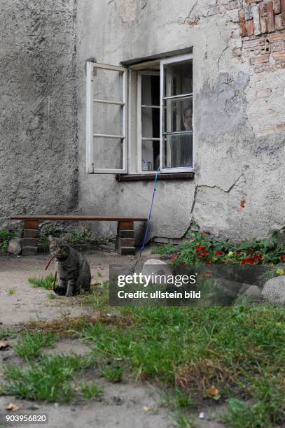 Sitzbank mit einer Katze vor einem Wohnhaus in der Altstadt von Mohrungen - Polen