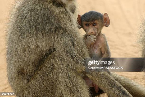 baboon infant