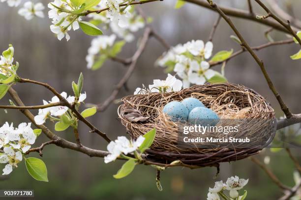 robin's nest  among the spring blossoms - nest stock-fotos und bilder