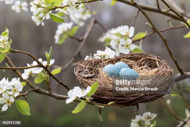 robin's nest  among the spring blossoms - robin fotografías e imágenes de stock