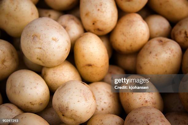 yukon gold potatoes - yukon gold stock pictures, royalty-free photos & images