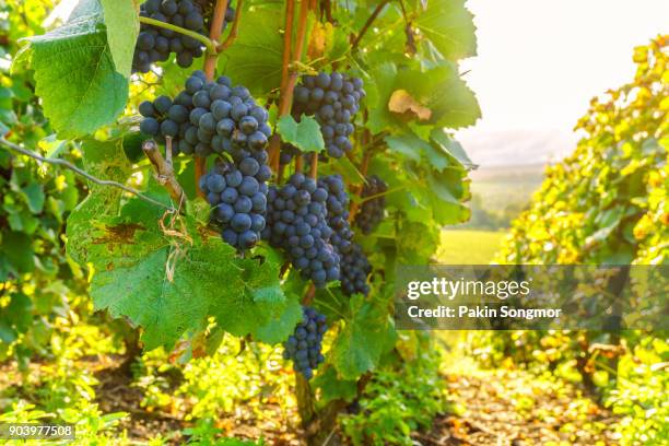 row vine grape in champagne vineyards at montagne de reims countryside village background - grapes on vine stockfoto's en -beelden