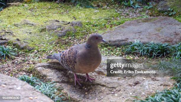 kijibato - oriental turtle dove - dazaifu stock-fotos und bilder