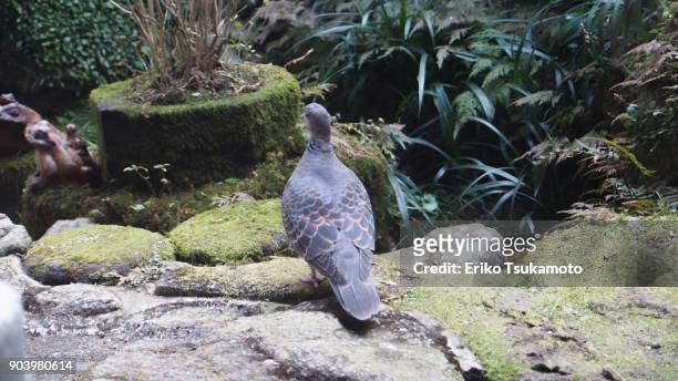 kijibato - oriental turtle dove - dazaifu stock-fotos und bilder