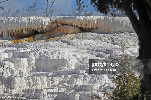 travertine formation in mammoth hot springs in yellowstone national park, wyoming - thermophile stockfoto's en -beelden