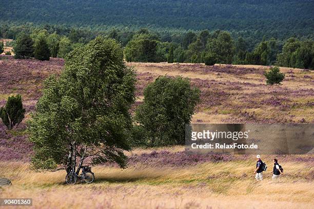 senior couple walking on beautiful heathland (xxl) - lower saxony stock pictures, royalty-free photos & images
