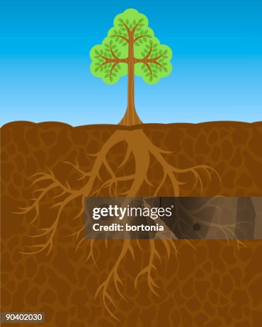 Deep Roots Cartoon Tree With Deep Roots High-Res Vector Graphic - Getty Images