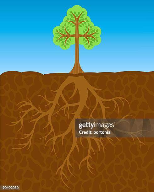 Walnut Deep Roots 285 Tree With Deep Roots Stock Photos, High-Res Pictures, and Images ...