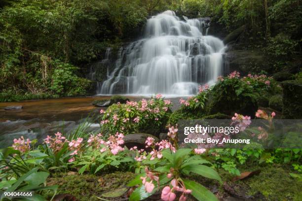 the beautiful scenery view of mun daeng waterfalls in phu hin rong kla national park in thailand. - phitsanulok province stock pictures, royalty-free photos & images