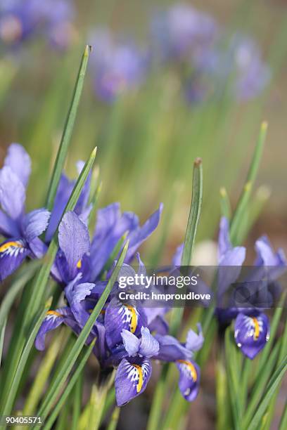 iris reticulata - iris reticulata stock pictures, royalty-free photos & images