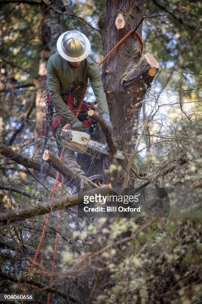 man boom kappen - cypress tree stockfoto's en -beelden