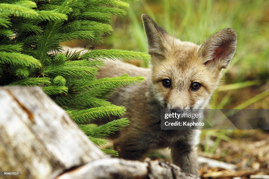 Fox-cub