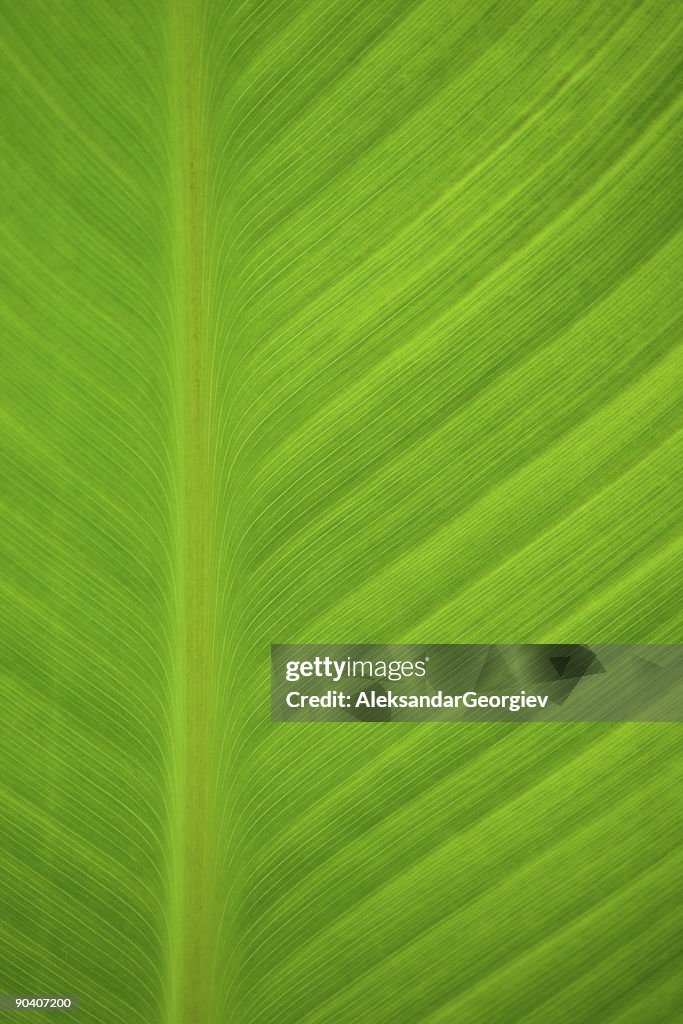 Texture Shown on Green Palm Leaf