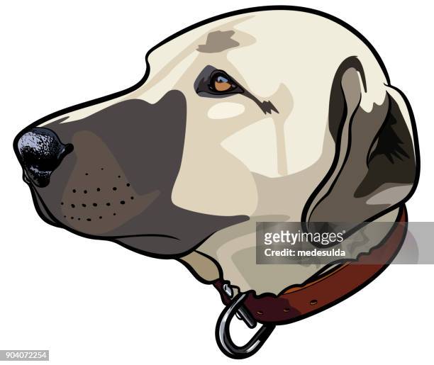 vector dog head illustratıon - beware of dog stock illustrations