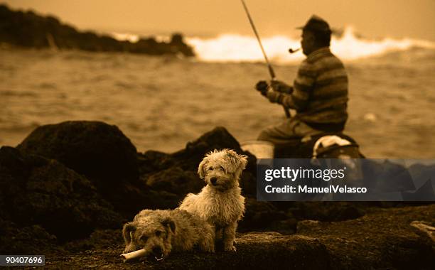 dogs, old man and the sea - manuel velasco stock pictures, royalty-free photos & images