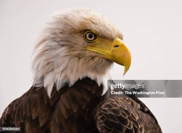Challenger, a non-releasable bald eagle, at Lincoln Financial Field in Philadelphia, Pennsylvania on December 31, 2017. Challenger, who is 28 years...