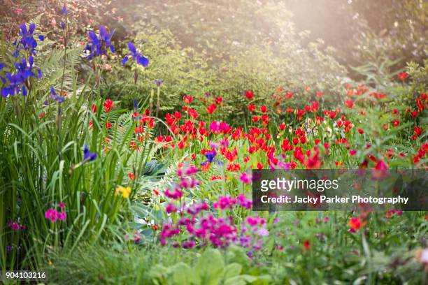 a sunny herbaceous border with vibrant red tulipa sprengeri flowers - perennial fotografías e imágenes de stock
