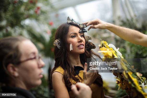 Varieties of butterfly are placed on the face of model Jessie Baker during a photocall at RHS Garden Wisley on January 12, 2018 in Woking, England....